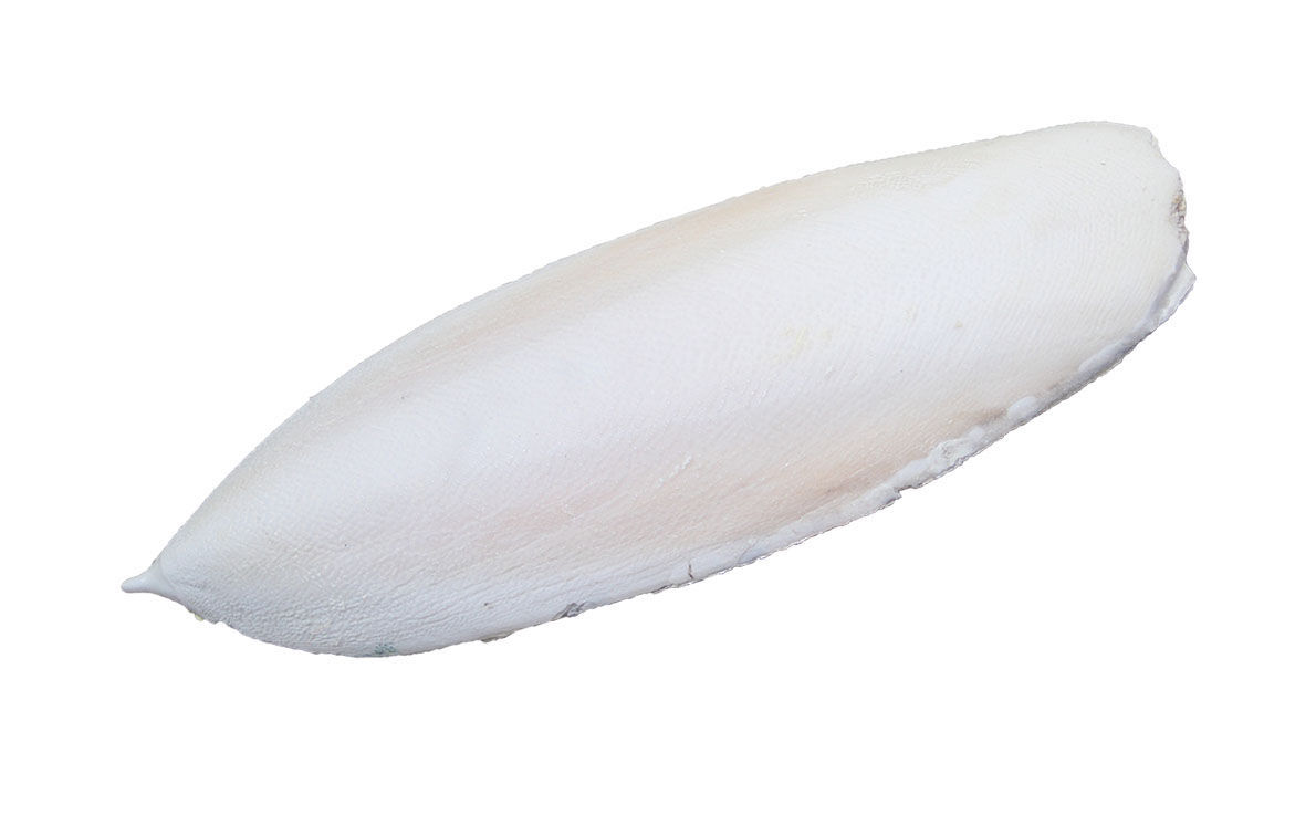 Sepiaschalen 200 - 250 mm